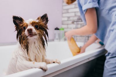 Pet Grooming and Pet Sitting Insurance in Bigfork, MT by Safeguard Insurance LLC